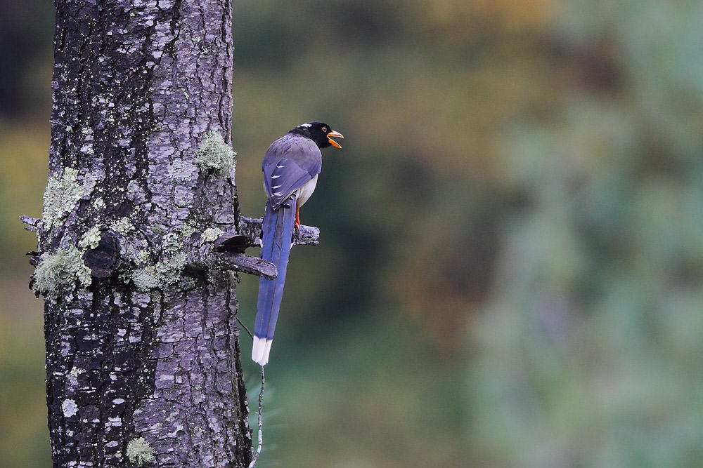  p>黄嘴蓝鹊(学名: i>urocissa flavirostris /i>)是鸦科,蓝鹊属的