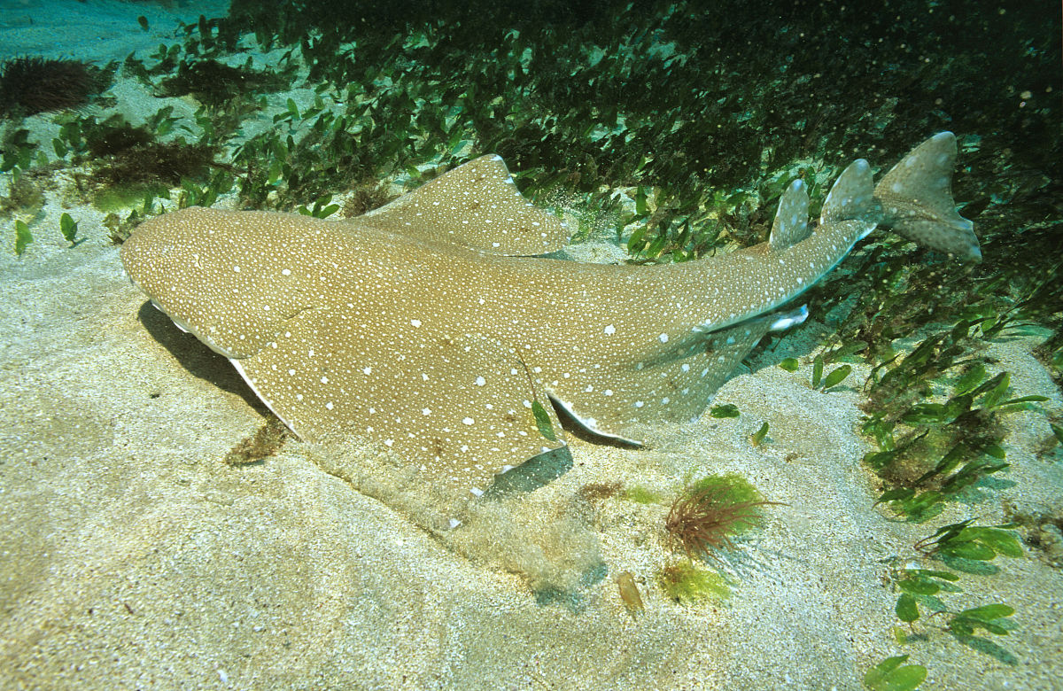  p>日本扁鲨,学名: i>squatina japonica /i> (bleeker, 1858),为 