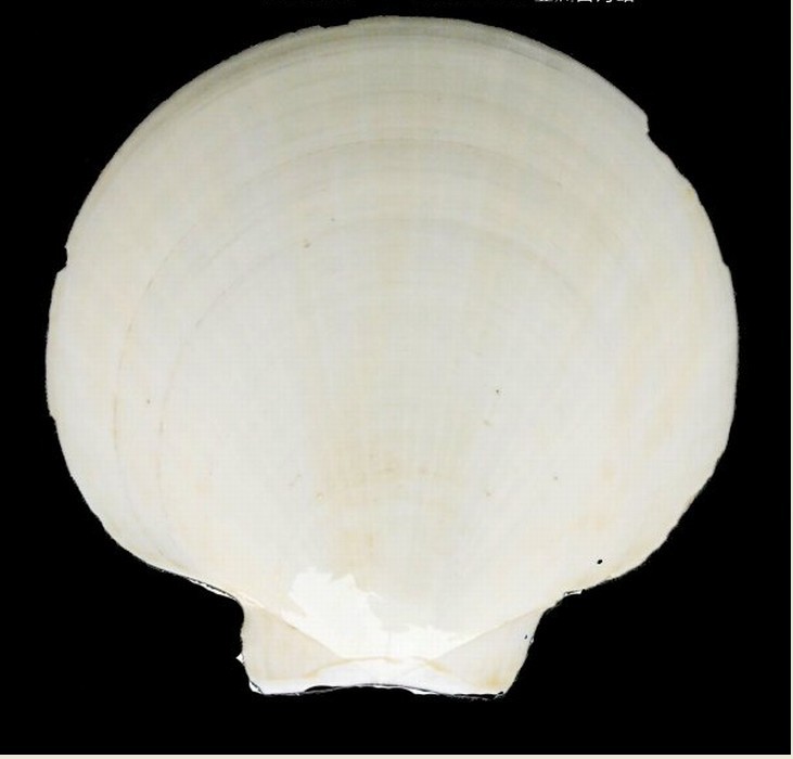  p> a>台湾日月蛤呈贝壳 /a>圆形,两亮相等,其直径约10厘米.