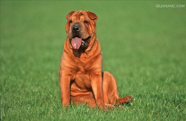 皮犬,英文名 sharpei,产于中国广东南海大沥镇一带,是世界名种斗狗之