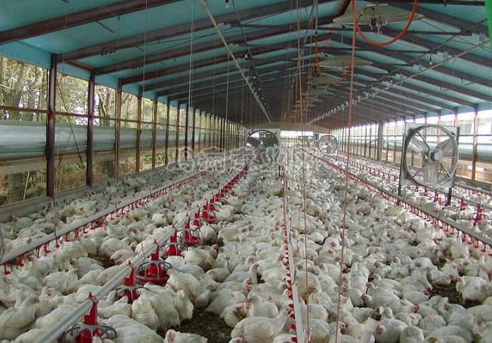  p>817杂交肉鸡是具有地方特色的小型肉用鸡品种. /p>