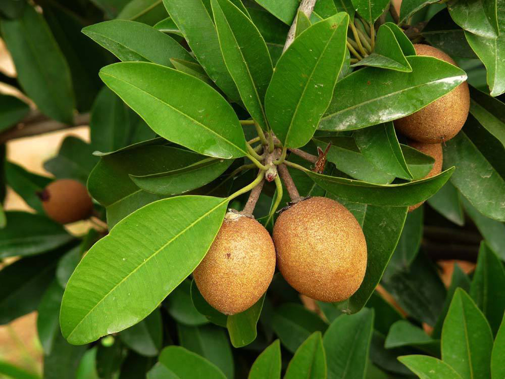  p>人心果(学名: i>manilkara zapota   /i>(linn.