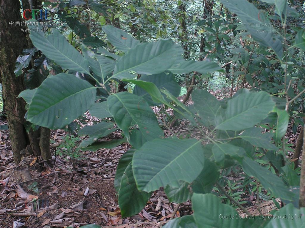  p>大叶青冈(学名: i>cyclobalanopsis jenseniana /i>),常绿 a href=