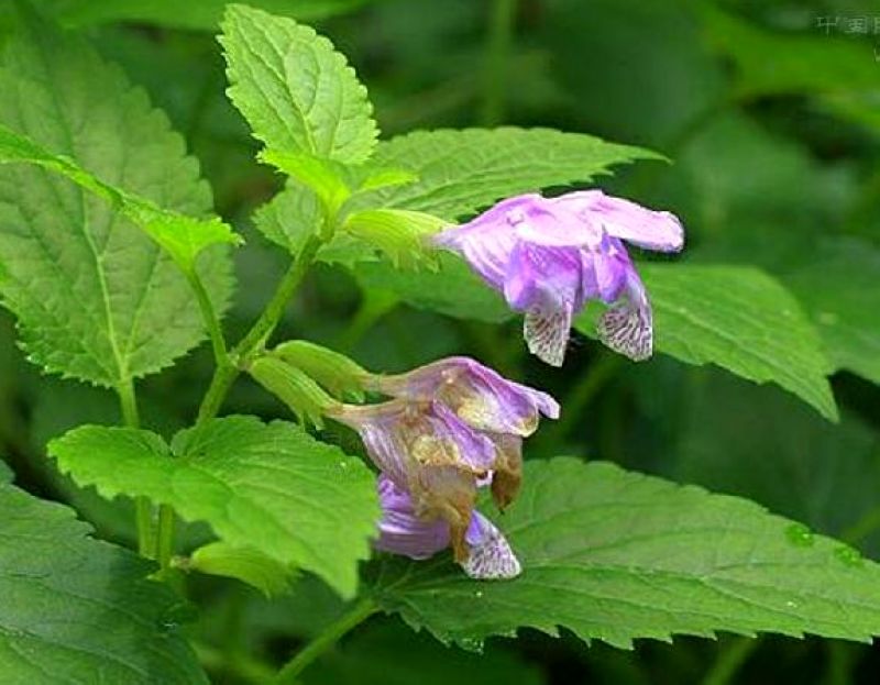 meehania fargesii var. pedunculata
