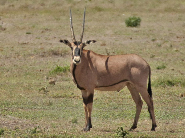  p>东非剑羚(学名: i>oryx beisa /i>):是偶蹄目,牛科,剑羚属的哺乳