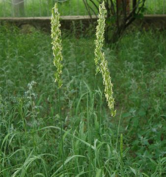 大赖草民勤群体