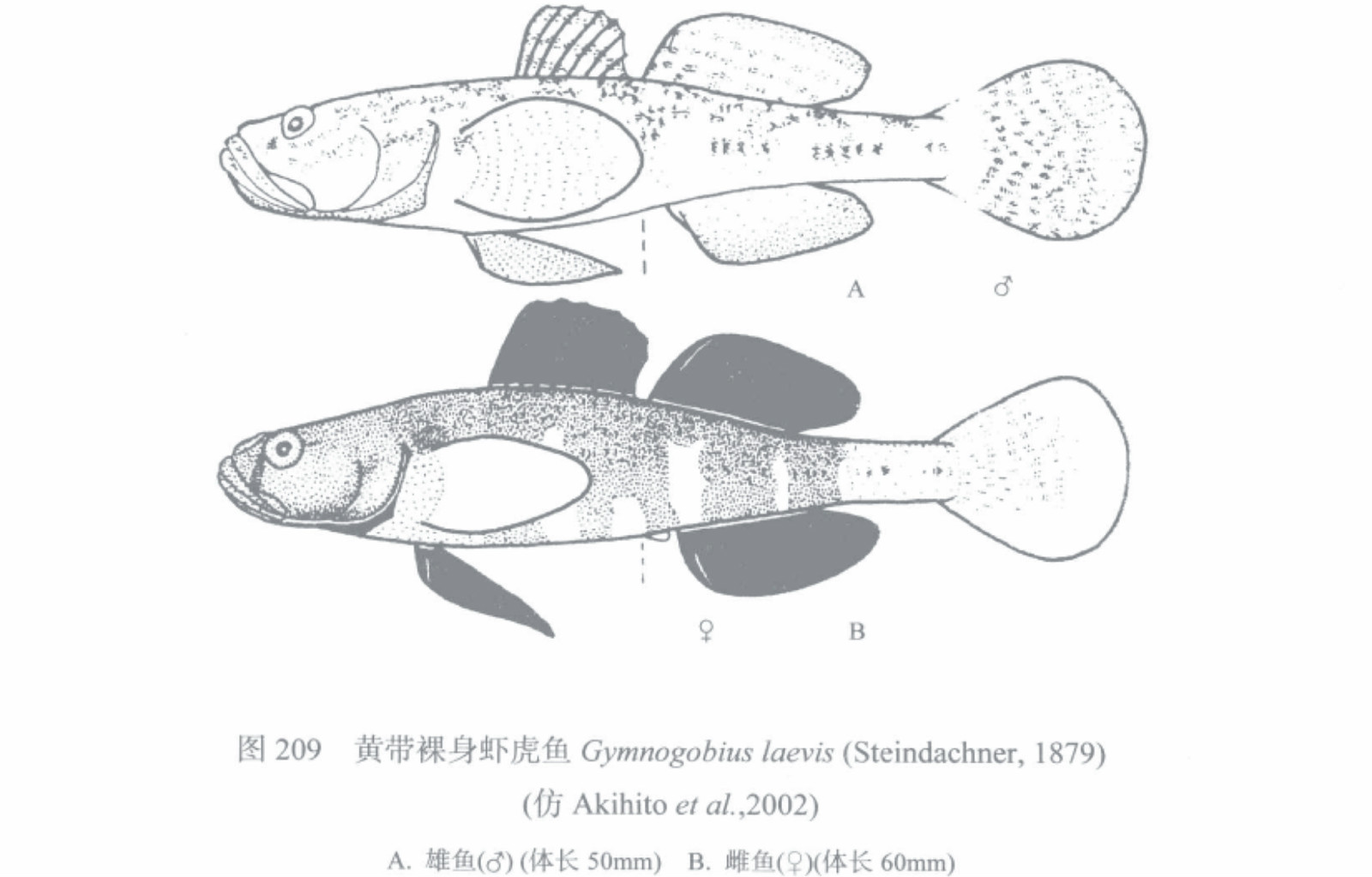 黄带裸身虾虎鱼