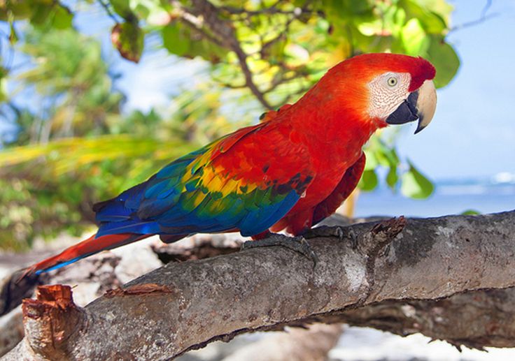  p>五彩金刚鹦鹉(学名: i>ara macao /i>):是鸟纲,鹦鹉科的 a>攀禽 /a