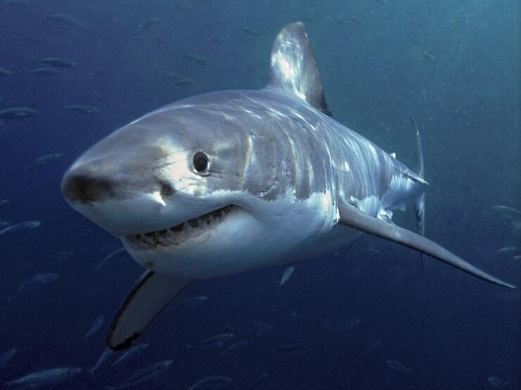  p>噬人鲨(学名: i>carcharodon carcharias /i>)是鲭鲨科,噬人鲨属的