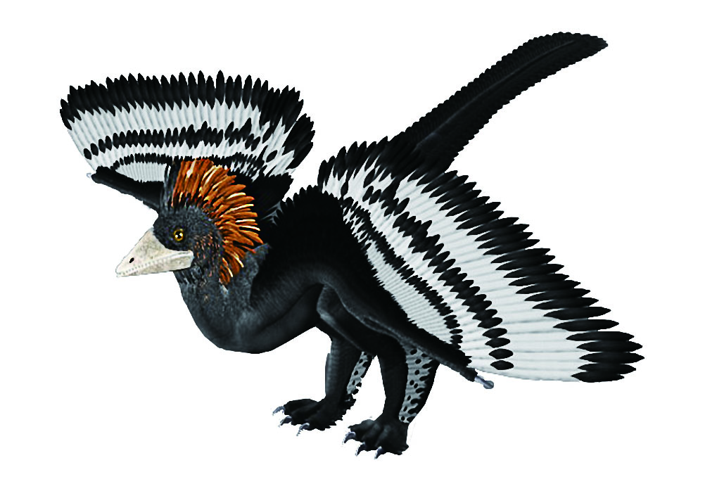  p>赫氏近鸟龙(anchiornis huxleyi)又名近鸟,是种小型有羽毛 a href=