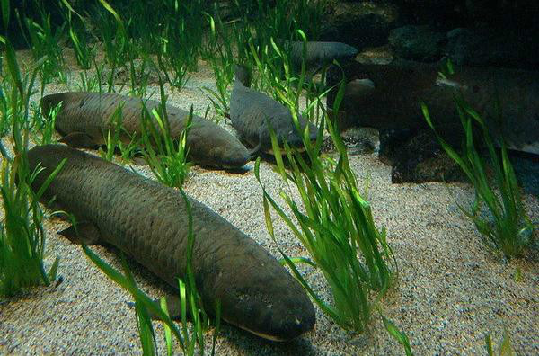  p>澳大利亚肺鱼(neoceratodus forsteri)又称澳洲肺鱼,昆士兰肺鱼,为