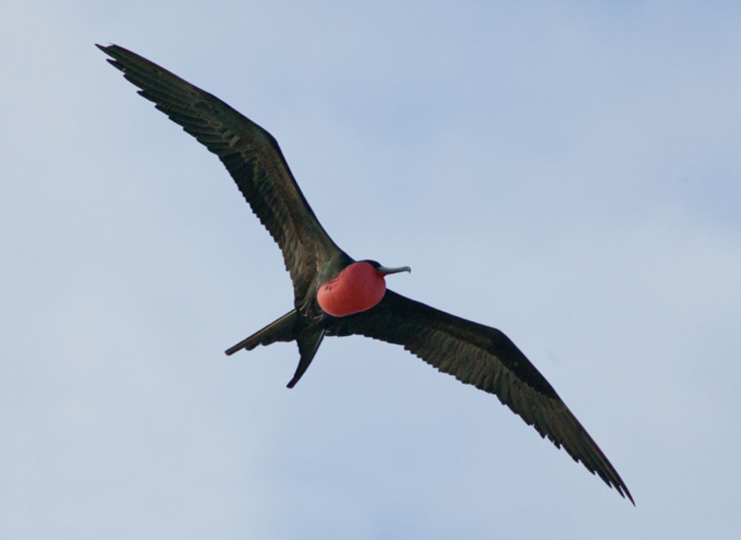  p>白斑军舰鸟(学名: i>fregata ariel /i>):大型海鸟,体重63-96克,体