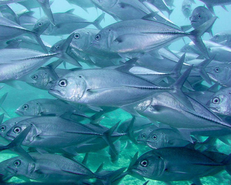  p>六带鲹,学名: i>caranx sexfasciatus /i> (quoy et gaimard, 1825