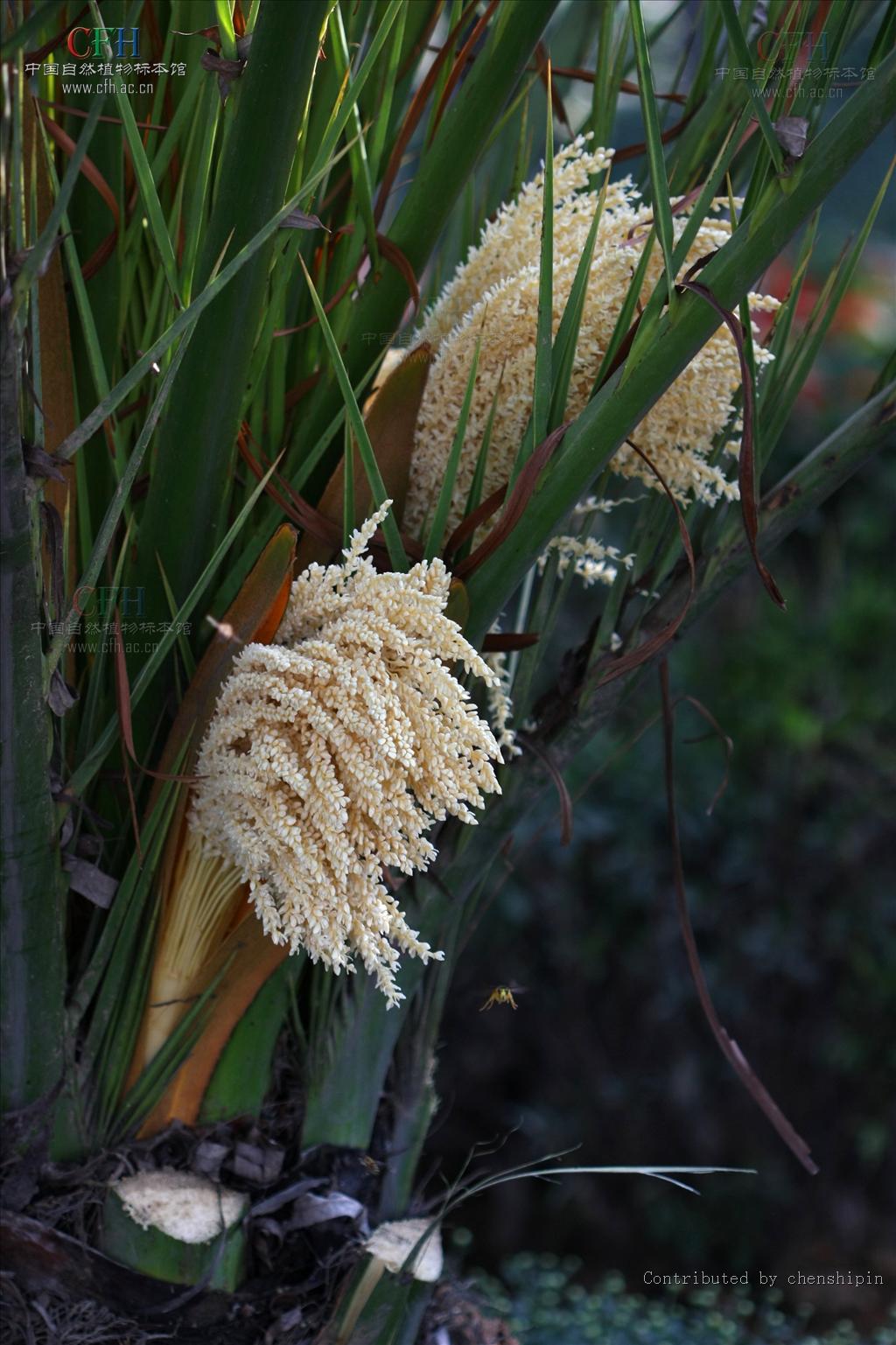  p>海枣(学名: i>phoenix dactylifera /i>  l.