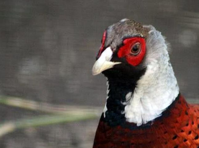  p>白颈长尾雉(学名: i>syrmaticus ellioti /i>):大型鸡类,体长81