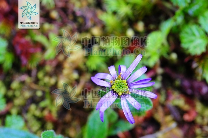 头状花序单生.舌状花的舌片蓝紫色稀白色;管状花黄色.