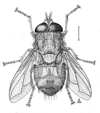 是造成网上所流传的 a target="_blank" href="/item/莲蓬乳/4835799"