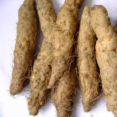 ">修仁薯莨,是一种 a target="_blank" href="/item/薯蓣科/4111143"