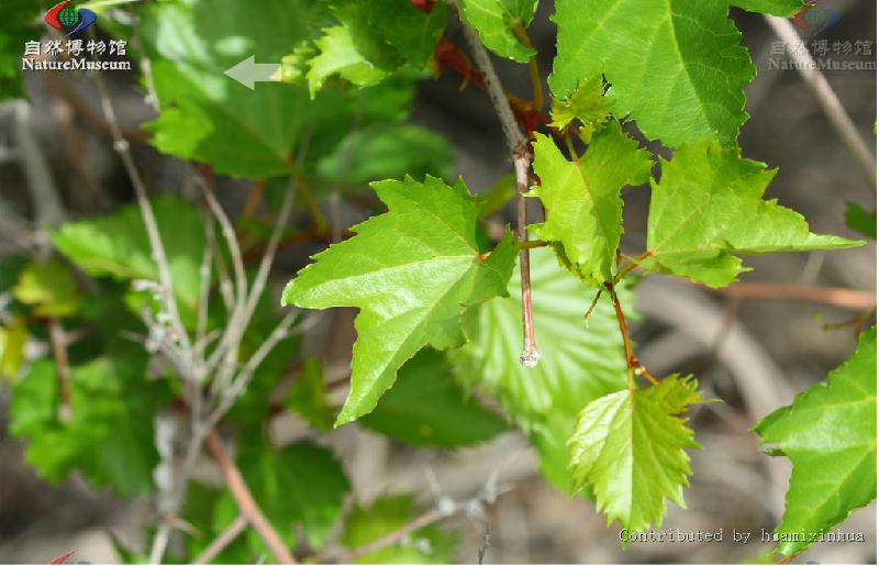 桦叶葡萄