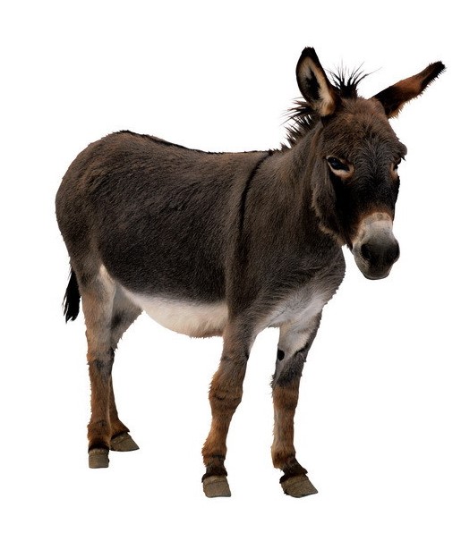 巴延三毁驴香馆