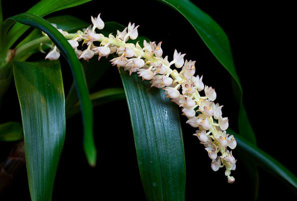  p>钝叶毛兰(学名: i>eria acervata /i>  lindl.