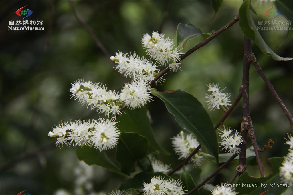  p>光叶山矾(学名:symplocos lancifolia sieb. et zucc.