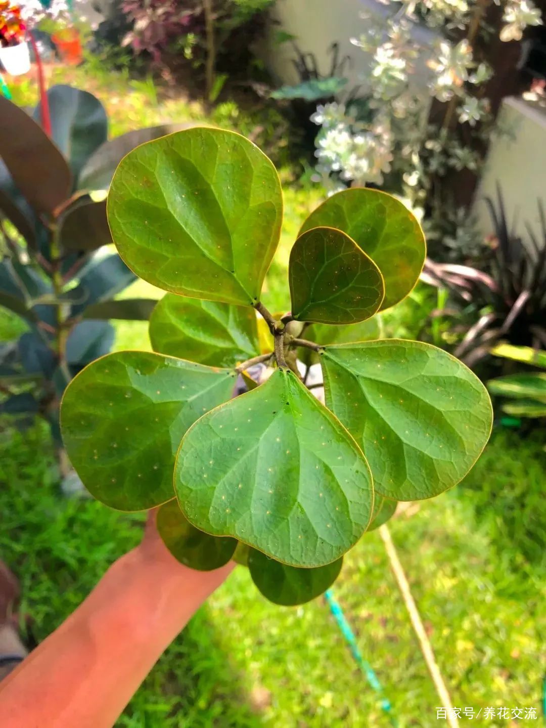 美如画的榕属植物，这几个花叶榕树品种很值得“珍藏”_百科TA说