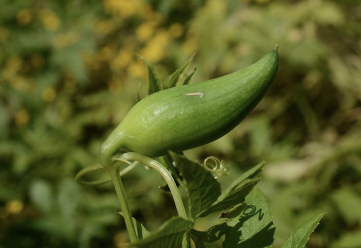 schrad.)是葫芦科,小雀瓜属植物.
