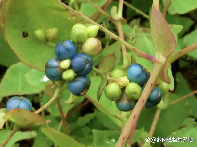 1种杠板归，是村民的“眼中钉”，见1次铲1次，如今十分有价值！_百科TA说