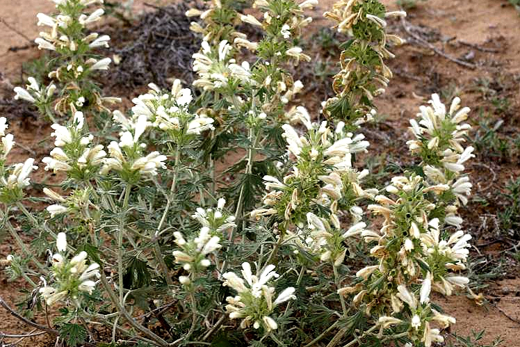 panzeria alaschanica kuprian.