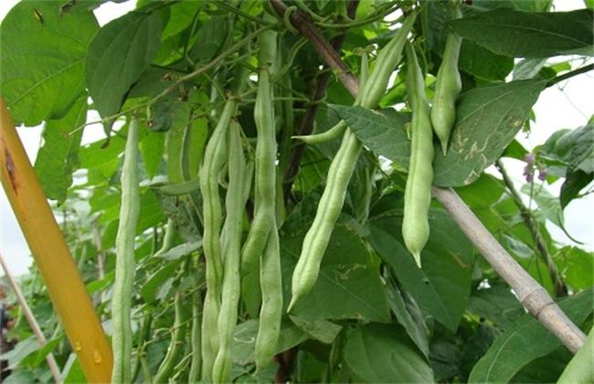 菜豆施肥法
