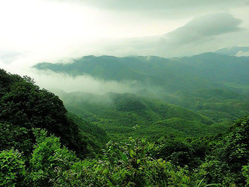 大帽山高地灌木林区特别地区