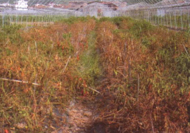 辣椒根结线虫病