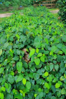 蒌叶（胡椒科胡椒属植物）_百度百科