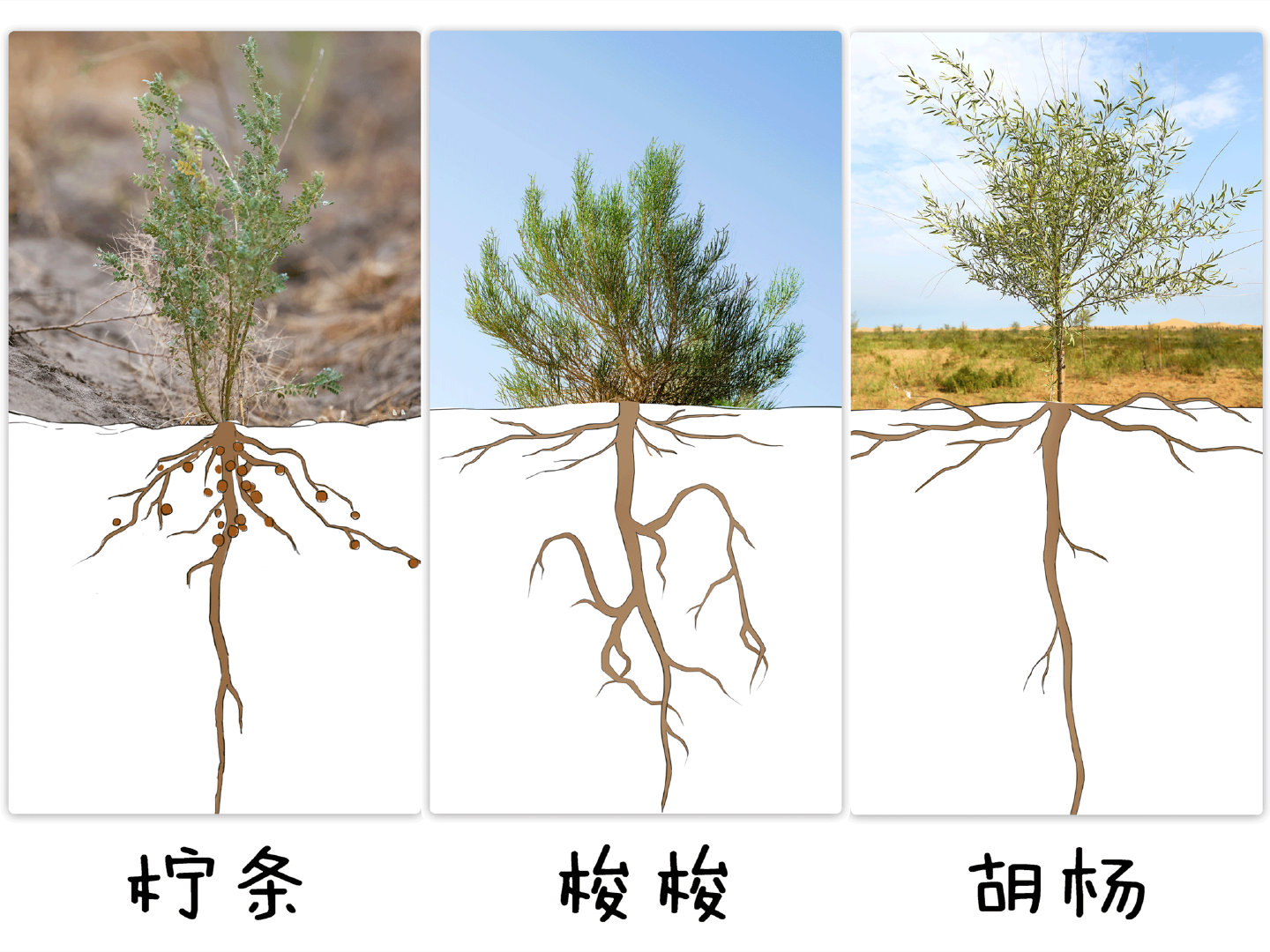 关于梭梭树根～你不知道的冷知识～_百科TA说