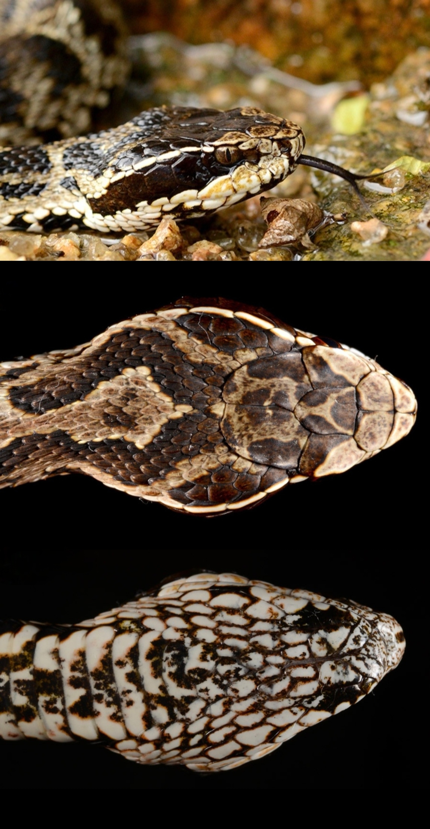 颊窝/2987108" data-lemmaid="2987108">颊窝 /a>的中小型管牙类毒蛇