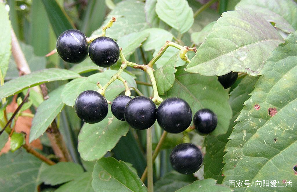 河边摘的野果 俗名 黑天天 吃起来甜甜的 80后都吃过 百科ta说