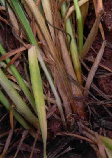  p data-id="skftjer4uagb">小麦茎基腐病是由假禾谷镰孢菌,禾谷镰孢