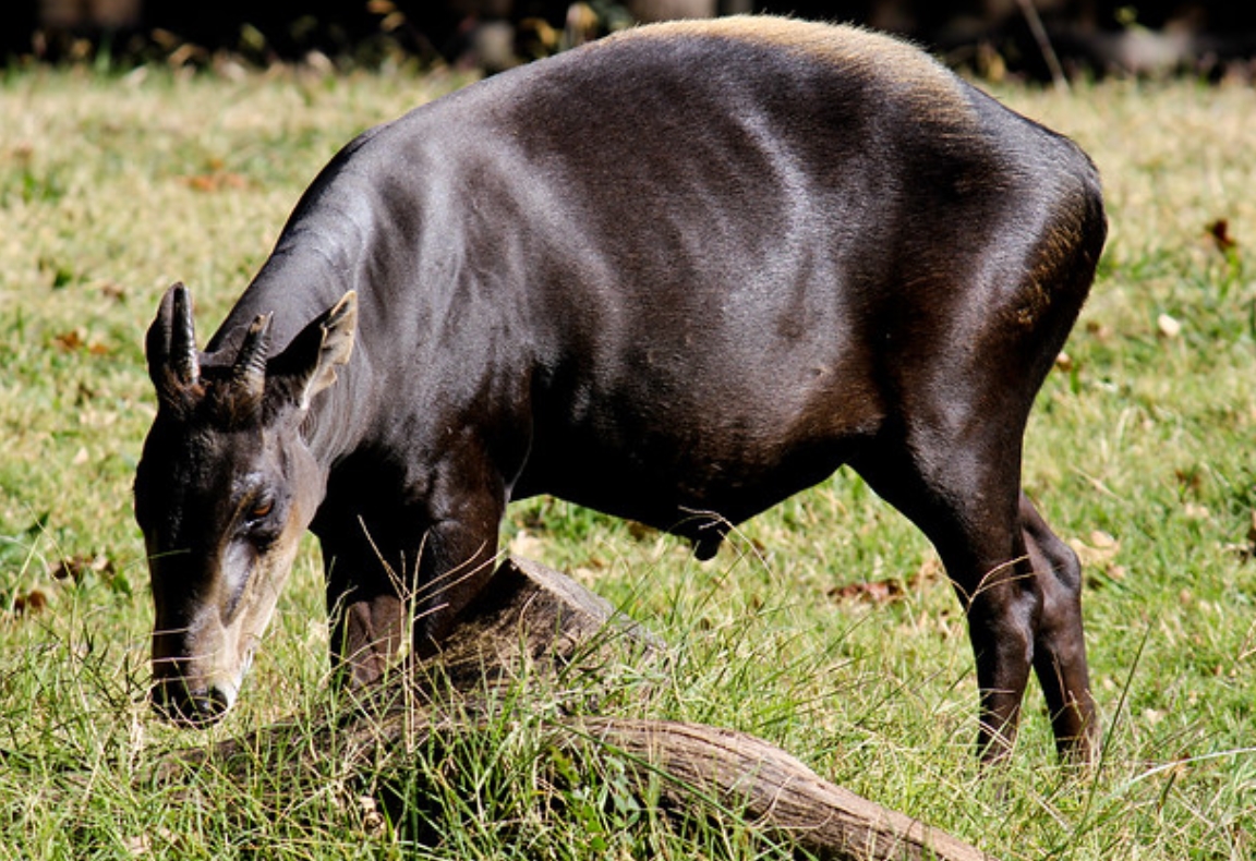  p>黄背小羚羊(学名: i>cephalophus silvicultor /i>):是偶蹄目,牛科