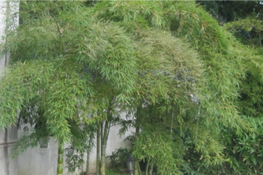 不一样的竹韵：龟甲竹之美_百科TA说