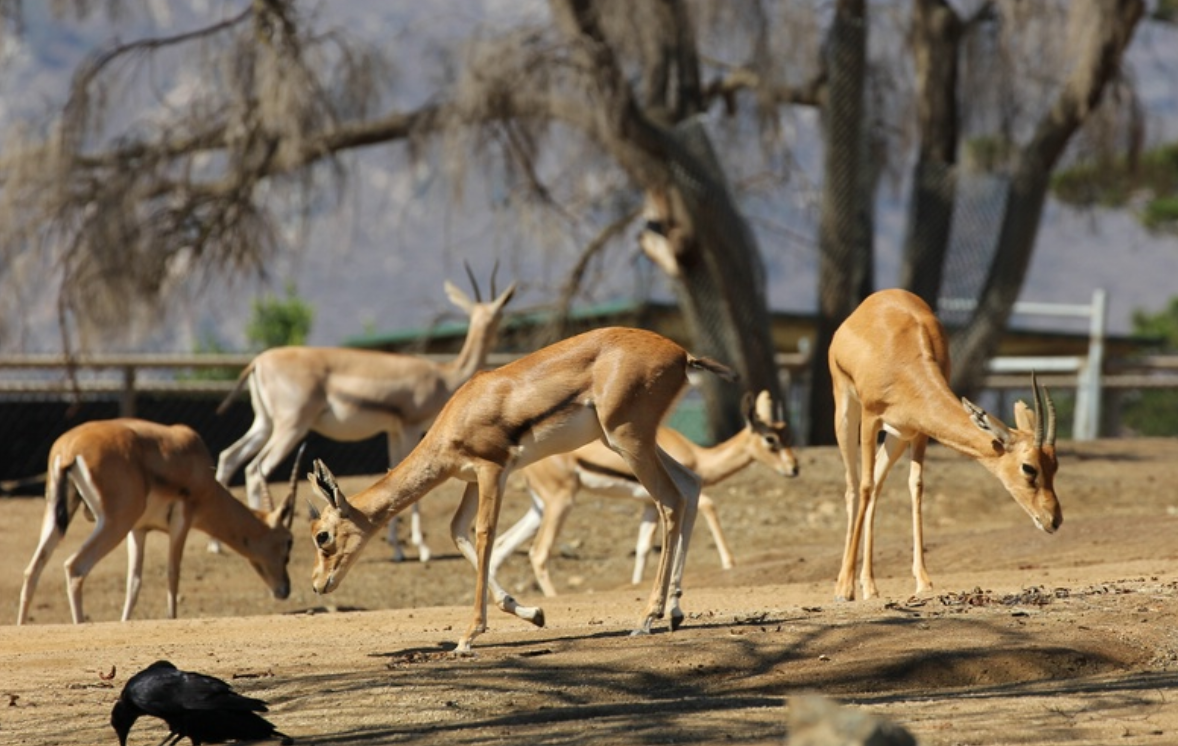  p>赤额瞪羚(学名: i>eudorcas rufifrons /i>):是偶蹄目,牛科,瞪羚属