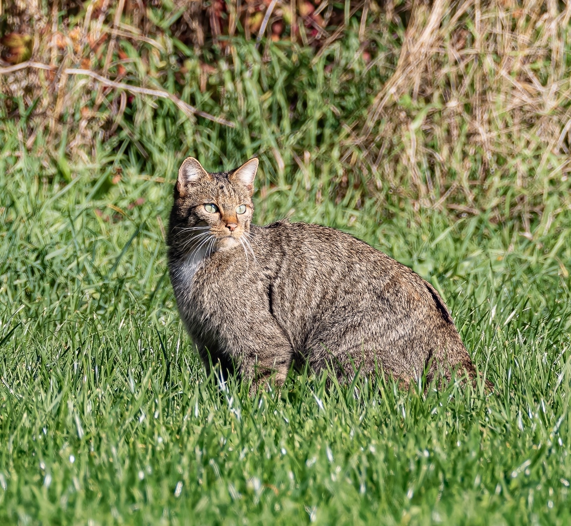  p>欧洲野猫,或称欧林猫,曾一度遍布欧洲大陆.