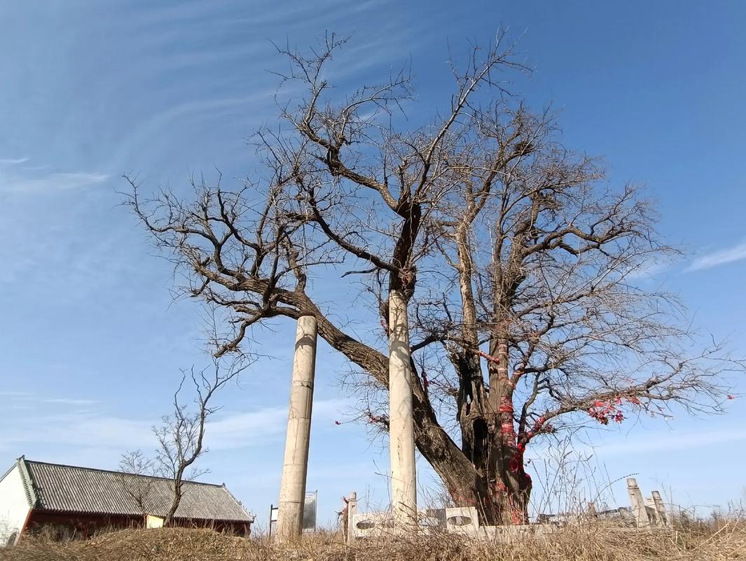  p data-id="ua7dhqlhys9x">青云寺位于诸城市 a target="_blank"