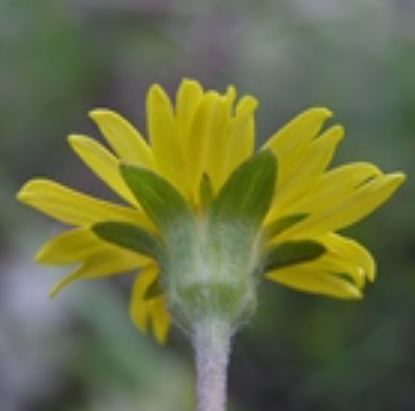  p>蟛蜞菊(学名: i>sphagneticola calendulacea /i> (l.