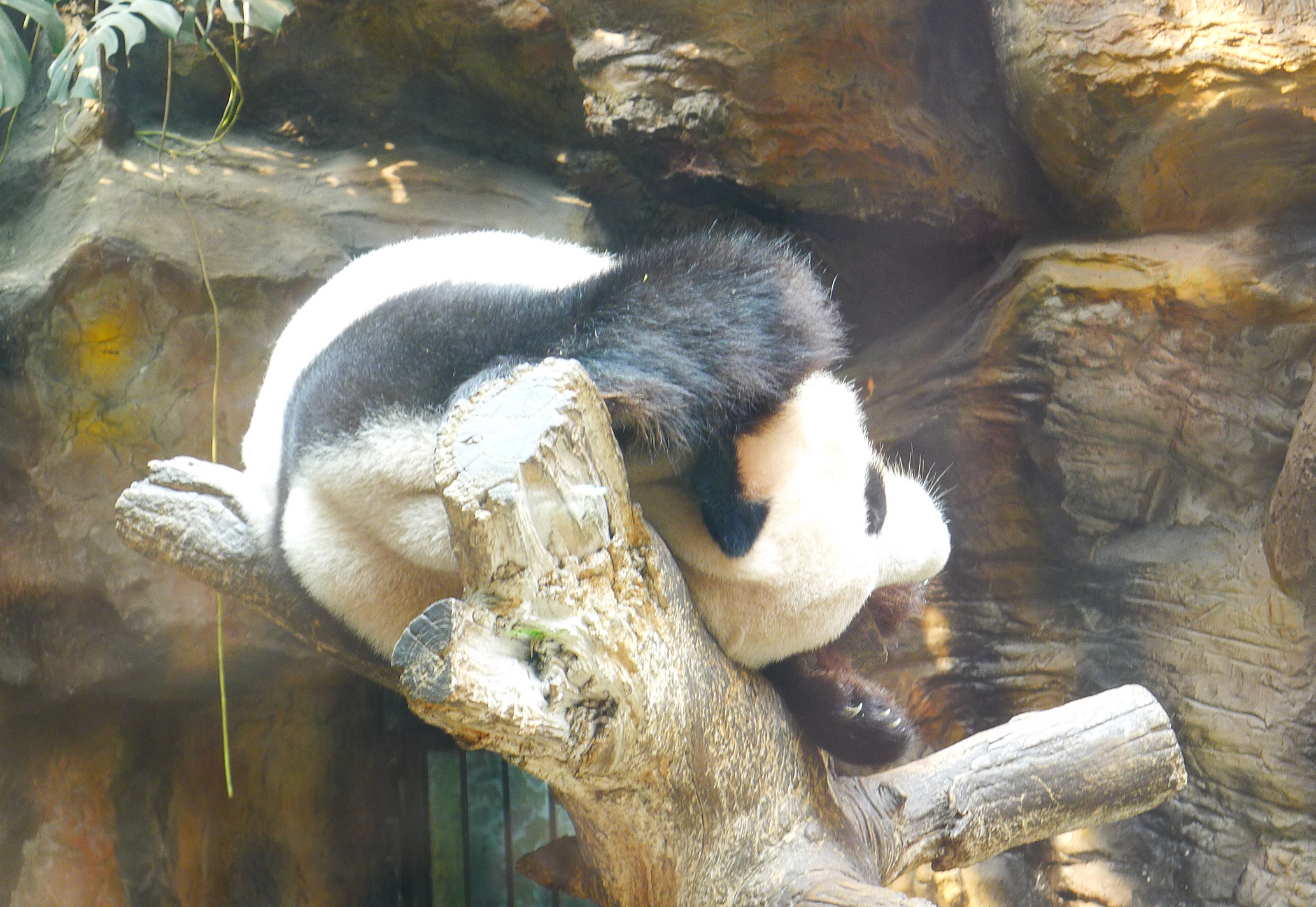  p>北京动物园熊猫馆占地面积10000平方米, a href="#" data-lemmaid=