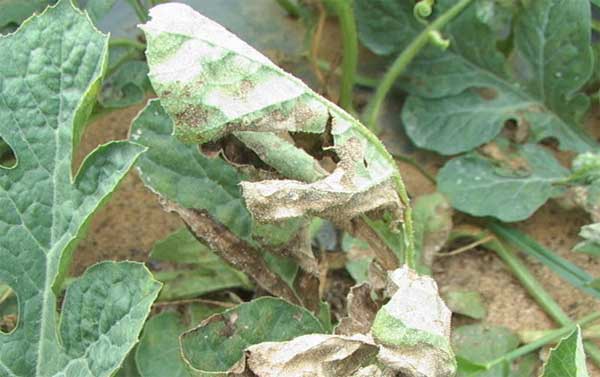  p>西瓜霜霉病是由古巴假霜霉侵染所引起的,发生在西瓜上的病害.