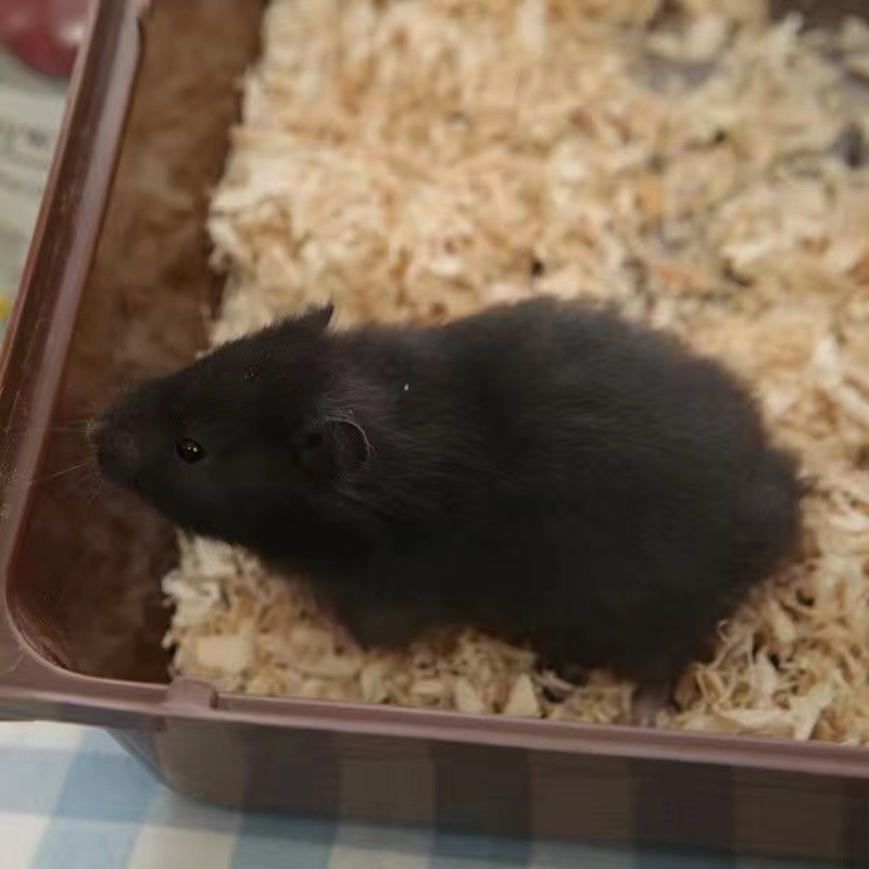  p data-id="gnbi6b1mps">仓鼠的一种,因其形态和毛色与黑熊相似,故称