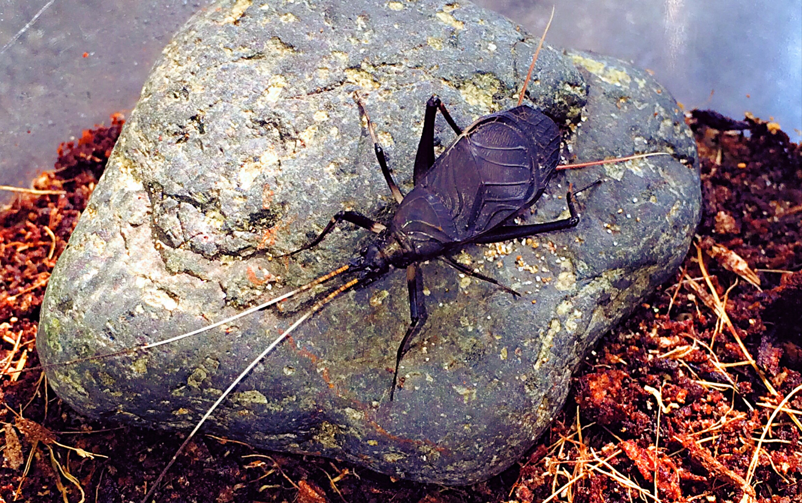  p data-id="gnavi2at5t">型较大,黑色,扁平.头较小,凸形,下口式.