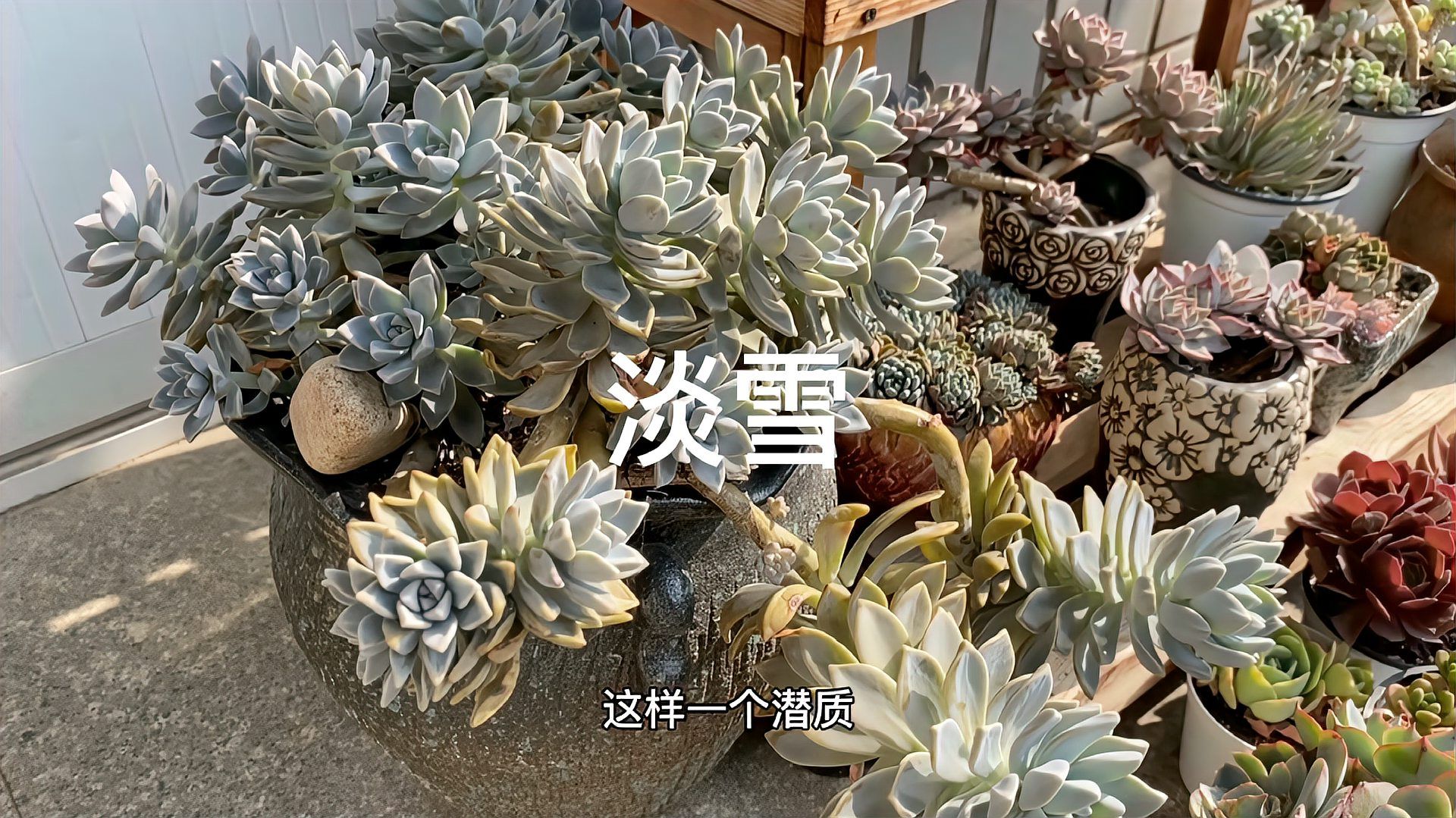 淡雪 百度百科