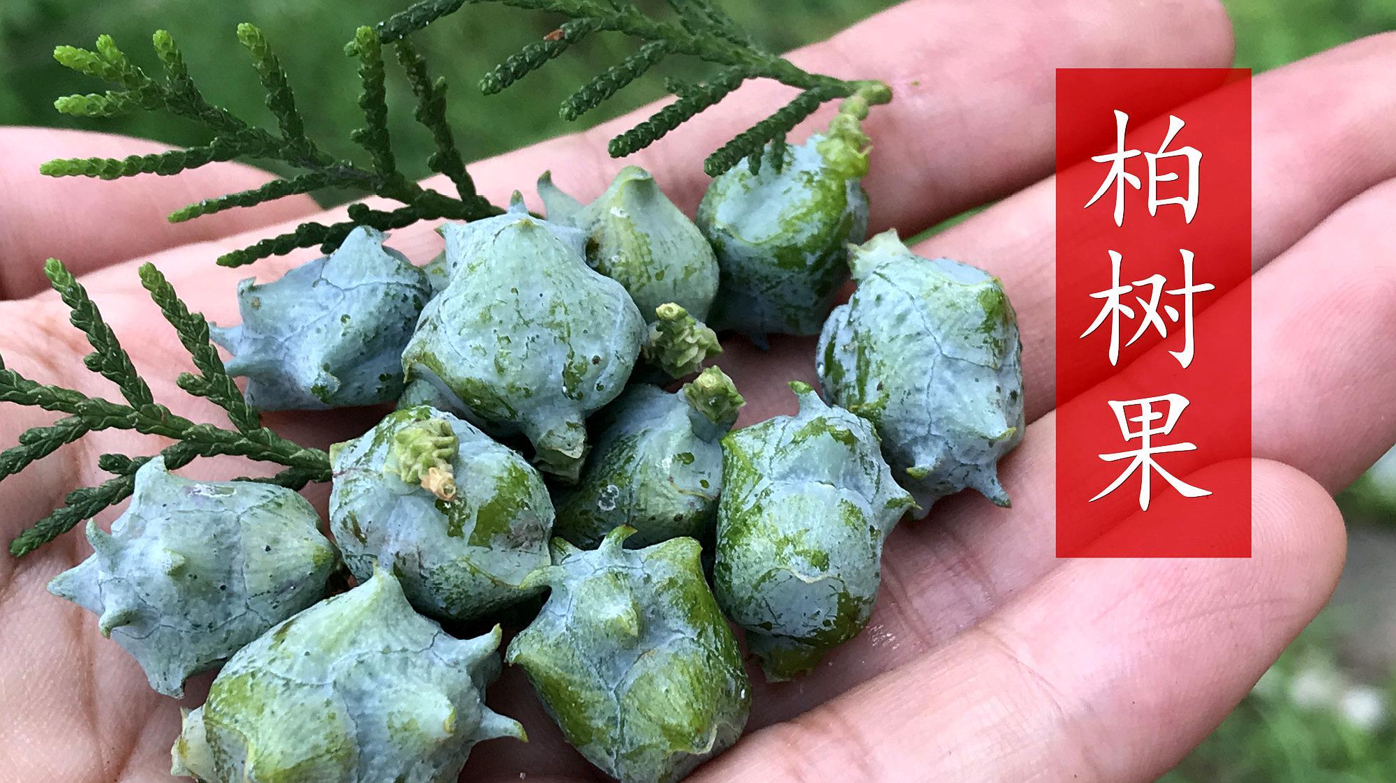 山上有一大片柏树林，上面有很多漂亮的柏树果，你见过吗？_科星球_百度百科